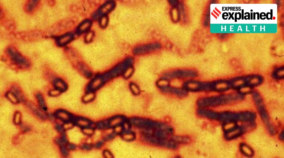 Anthrax found in Kerala