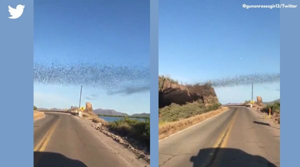 Bat Cave Cueva de los Murciélagos in Mexico, bat swarming mexico, bat swarming viral video, Millions of bats fly together in Mexico, Indian express