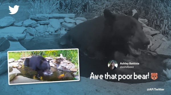 fish scares away bear, bear video, fish vs bear, koi carp scares away bear, indian express