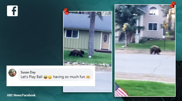 bear plays with ball, bear plays soccer, bear video, bear funny video, bear, indian express