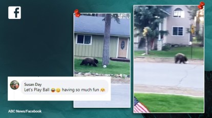 Soccer time: Bear in US has a ball, literally! Wins the love of netizens | Trending News,The Indian Express Soccer time: Bear in US has a ball, literally! Wins the love of netizens | Trending News,The Indian Express