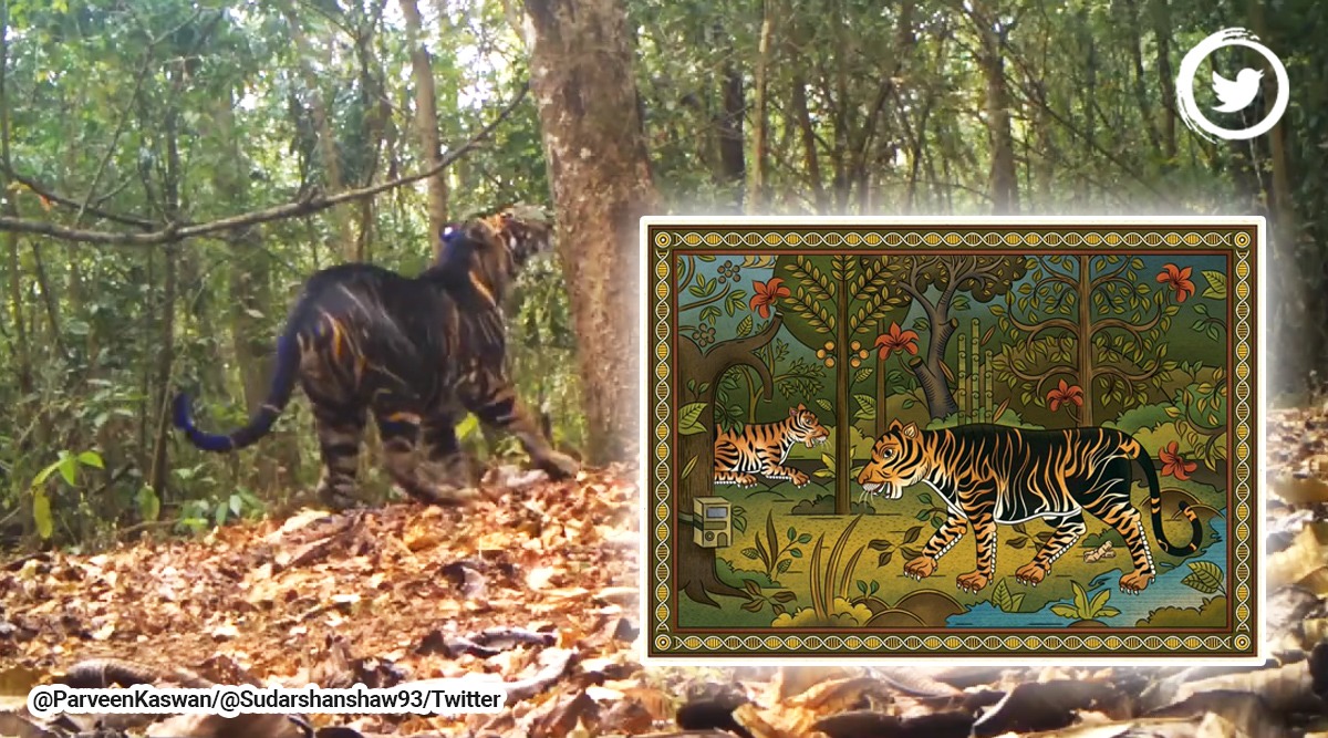 After video of rare black tiger goes viral, digital illustration ...