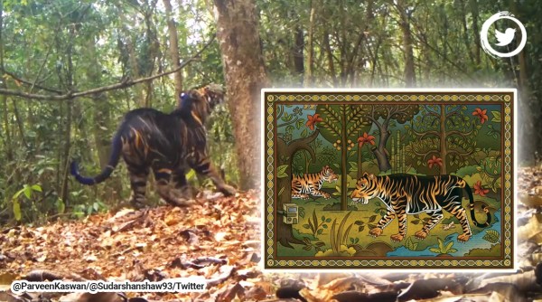 black tiger, rare black tiger, psuedo melanistic tiger, black tiger video, black tiger illustration, indian express