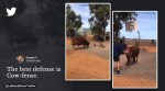 Man plays basketball with bull, Basketball with bull, basketball with animals bull, Viral video man plays basketball with bull, basketball with cattle, Indian Express