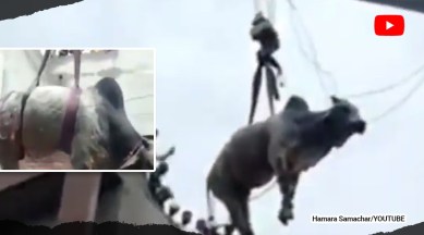 bull lowered from fourth floor, bull rescue operation, bull rescue video, bull pulled down with crane, bull, indian express