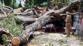 chandigarh news, carmel convent school news, chandigarh news tree fall