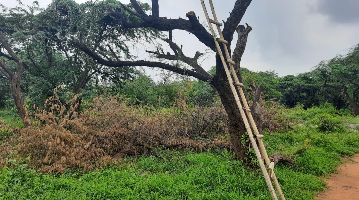 can-delhi-s-central-ridge-be-rid-of-the-invasive-kikar-tree