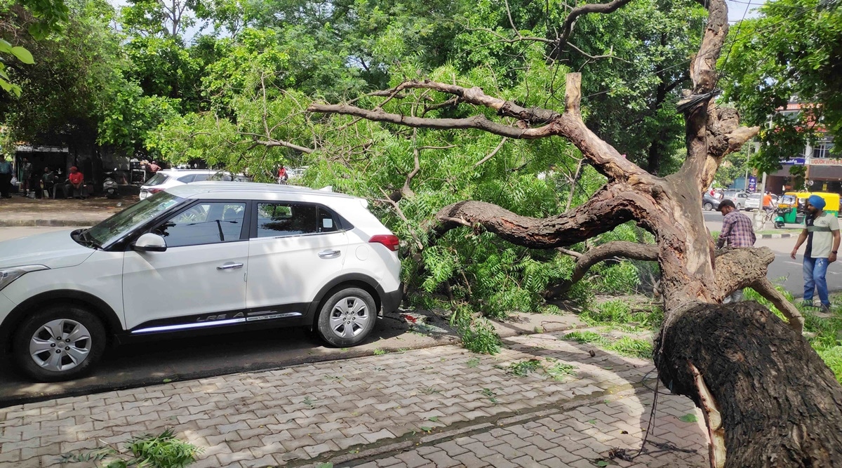 chandigarh school accident, carmel convent tree incident, chandigarh school news, chandigarh news, punjab news