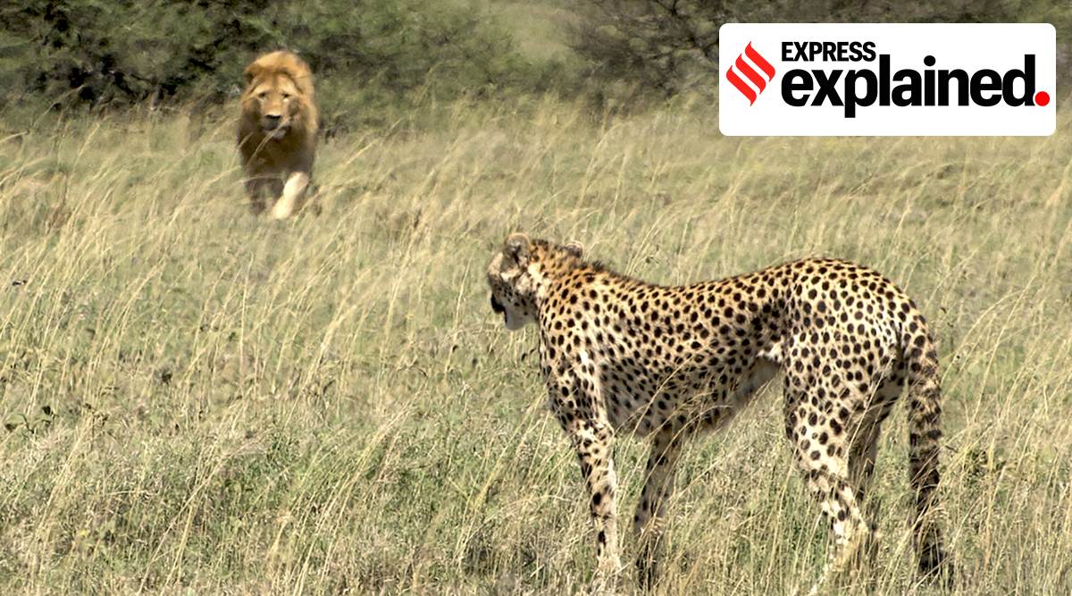 A face-off between a lion and a cheetah in Serengeti, Tanzania (Image Source: Valmik Thapar/'Land of the Cheetah')
