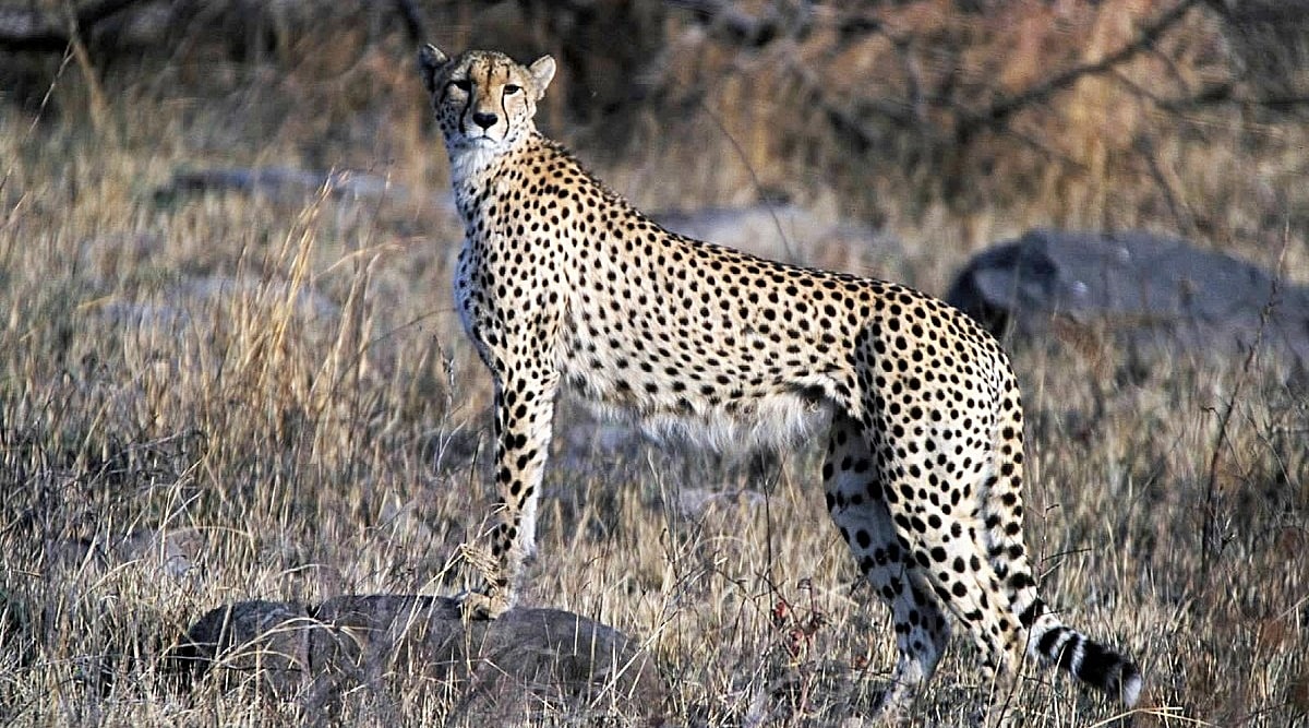 leopard cheetah hybrid