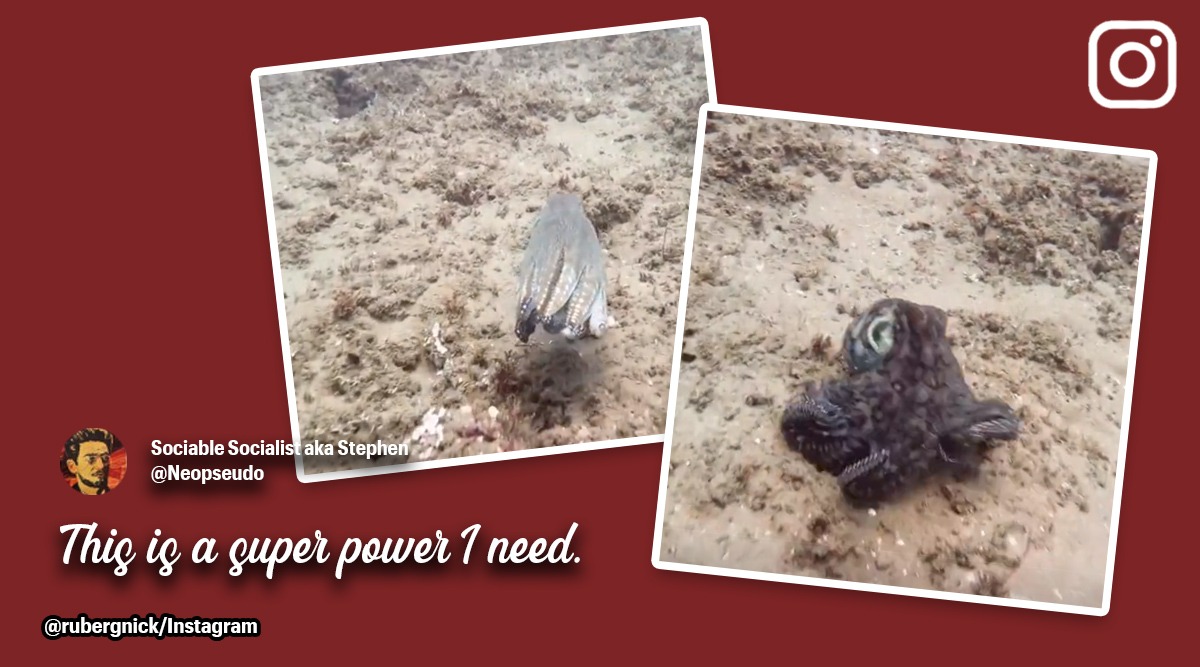 Colour changing octopus, viral colour changing octopus, stunning video of colour changing octopuses, octopus conspiracy theory, Indian Express