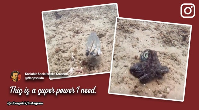 Colour changing octopus, viral colour changing octopus, stunning video of colour changing octopuses, octopus conspiracy theory, Indian Express