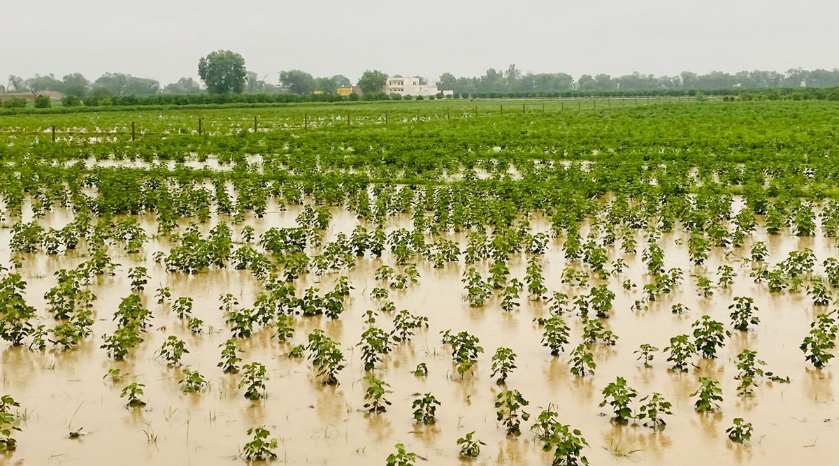 Punjab Rain in cotton belt brings relief from whitefly attack