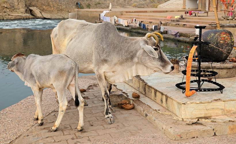 cow cess