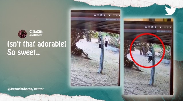 Elephant politely nudges a man away from way, viral elephant gently removes a man from away, elephants asks man to move from his way, viral elephant video, Indian Express