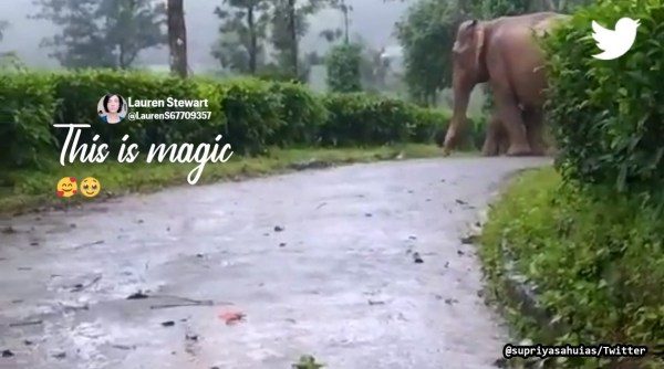 Mother elephant protects baby elephant from rain, viral elephant video, mother elephant protects calf from rain Nilgiri hills, Tamil Nadu elephant video, Indian express