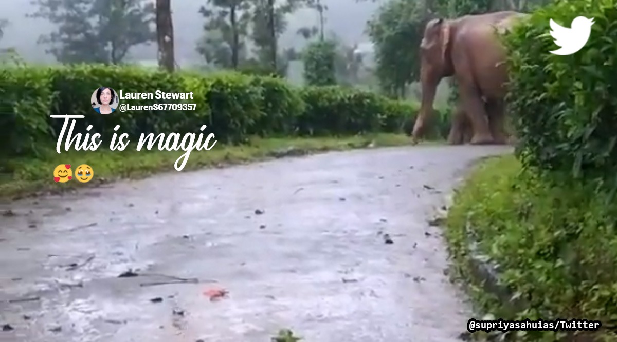 Mother elephant protects baby elephant from rain, viral elephant video, mother elephant protects calf from rain Nilgiri hills, Tamil Nadu elephant video, Indian express