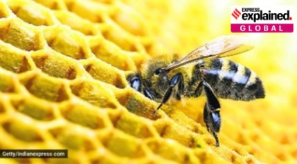 Explained: Why Australia has had to kill millions of bees to save its honey industry