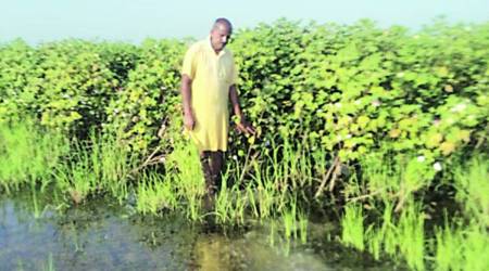 Niranjan in his 1.44-minute-long video message even stated, “Karampati minor (canal) was breached by villagers of Raniwala of Lambi constituency due to which our crops got damaged. SHO didn't register complaint against the culprits despite repeated requests. Even the administration didn't help in draining the water out. So I am committing suicide.” (File)