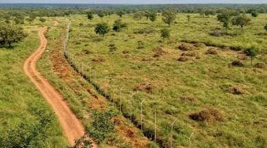 Kuno National Park, Madhya Pradesh, Madhya Pradesh News, cheetah, South Africa, Indian Express, India news, current affairs, Indian Express News Service, Express News Service, Express News, Indian Express India News