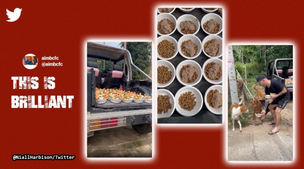 Niall Harbison, former chef treats dogs to special meal in Thailand, former chef cooks special meal for stray dogs in thailand, stray dogs in thailand enjoy luxury treat, wholesome viral video dogs, Indian express
