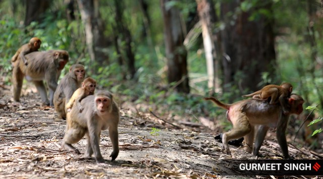 Mattewara forest in Ludhiana. (Express Photo: Gurmeet Singh)