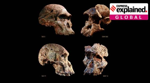 Australopithecine skulls, clockwise from top left, Sts 5 (Mrs Ples), StW 505, Sts 71 and StW 13 found in Sterkfontein Caves, South Africa.
(Photo: Jason Heaton / Ronald Clarke / Ditsong Museum of Natural History via french national center for scientific research)