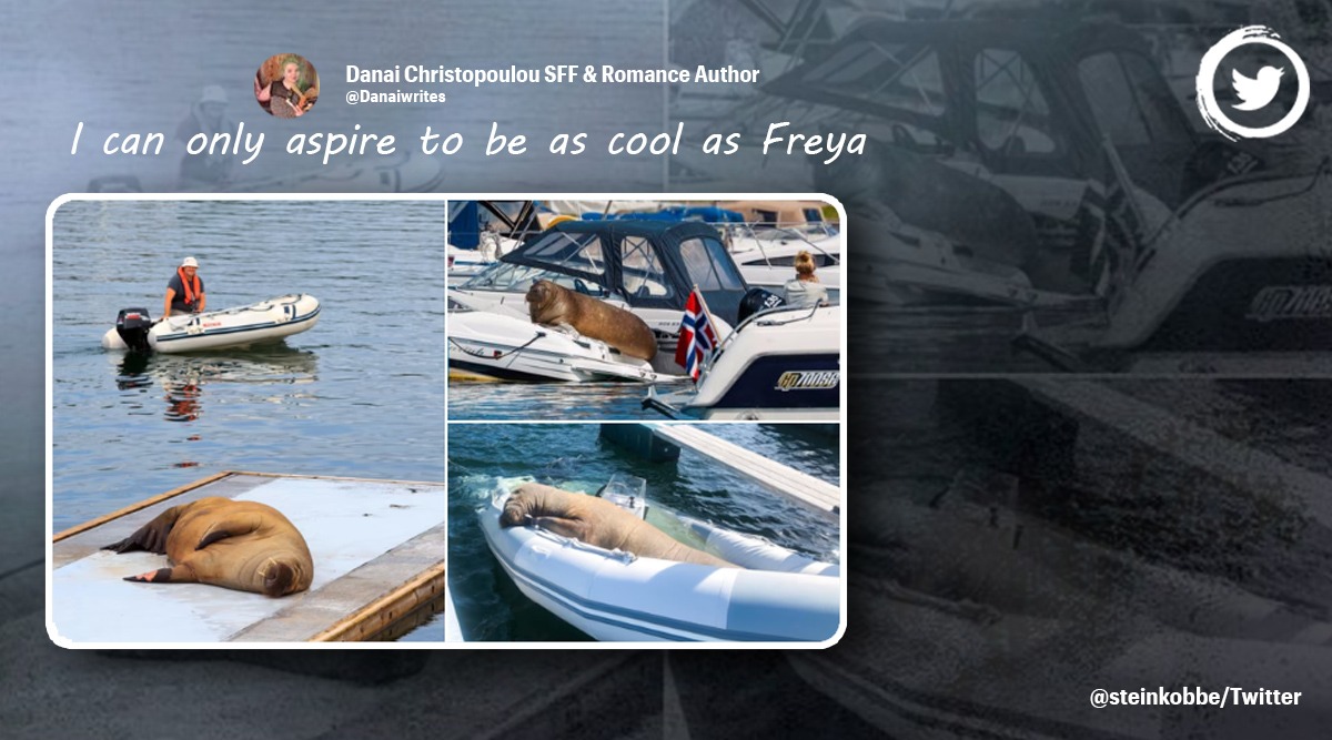 Hvalrossen Freya senker båter mens han soler seg i Norge