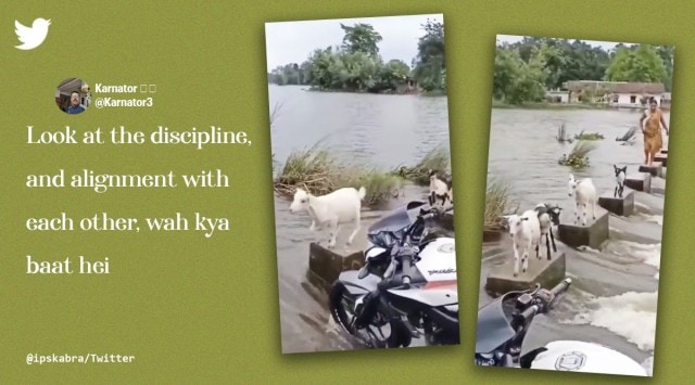 Goats carefully crossing a flooded river, goats carefully crossing water, Viral video goats cross flooded waterbody, viral animal videos, Indian Express