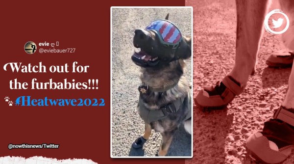 Police dog gets special shoes and sunglasses to beat heatwave, US police dog gets sunglasses and shoes for heatwave protection, Sherrif’s department in Ventura County K9, wholesome post Police dog gets heatprotecting shoes and sunglasses, Indian Express