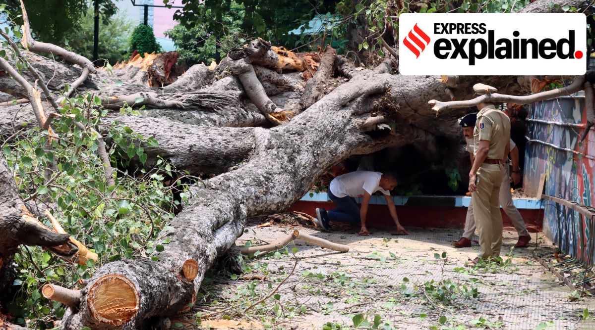 A student was crushed to death after a 'heritage' tree fell in Chandigarh. (Express Photo: Kamleshwar Singh)