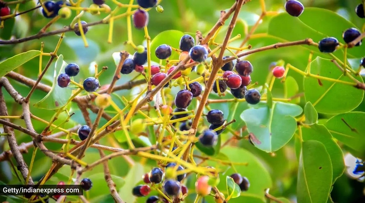 Trying to lose weight? Whip this fuss-free 3-ingredient jamun shot ...