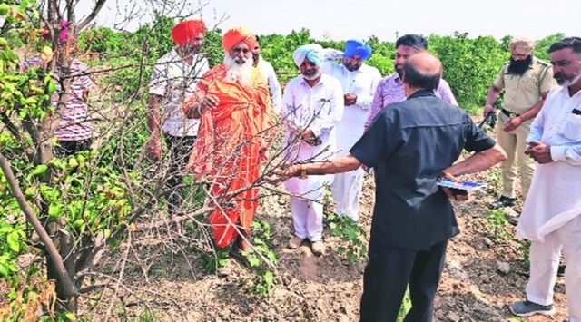 In Dewankheda village, farmer Ajay Wadhwa, who has been doing kinnow farming since 1998, said that 10 acres of his orchards had been damaged. (Express photo)