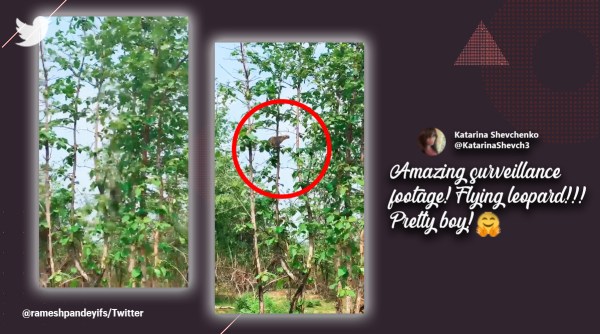 Leopard kills baby monkey, leopards lands on feet after long jump, viral leopard video, leopard attacks monkey, Panna Tiger Reserve viral video, Indian Express