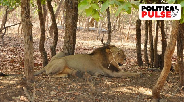 This week, the Centre told Parliament that a committee has been set up to consider translocating the Asiatic lion from the Gir area to other regions within Gujarat. (Express photo by Javed Raja/File)