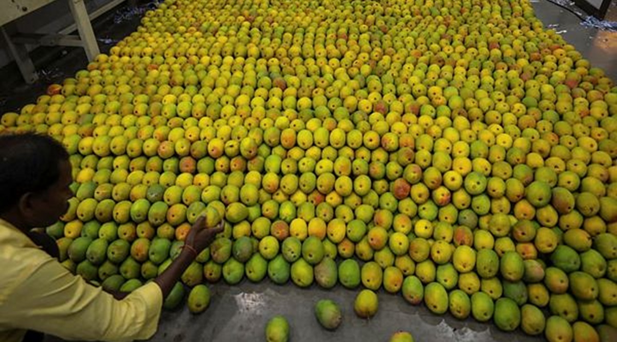 Maharashtra exporters upbeat as mango export via sea a success ...