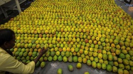 mango exports, indian mangoes, mango season 2022, india mango season, mangoes in india, maharashtra news