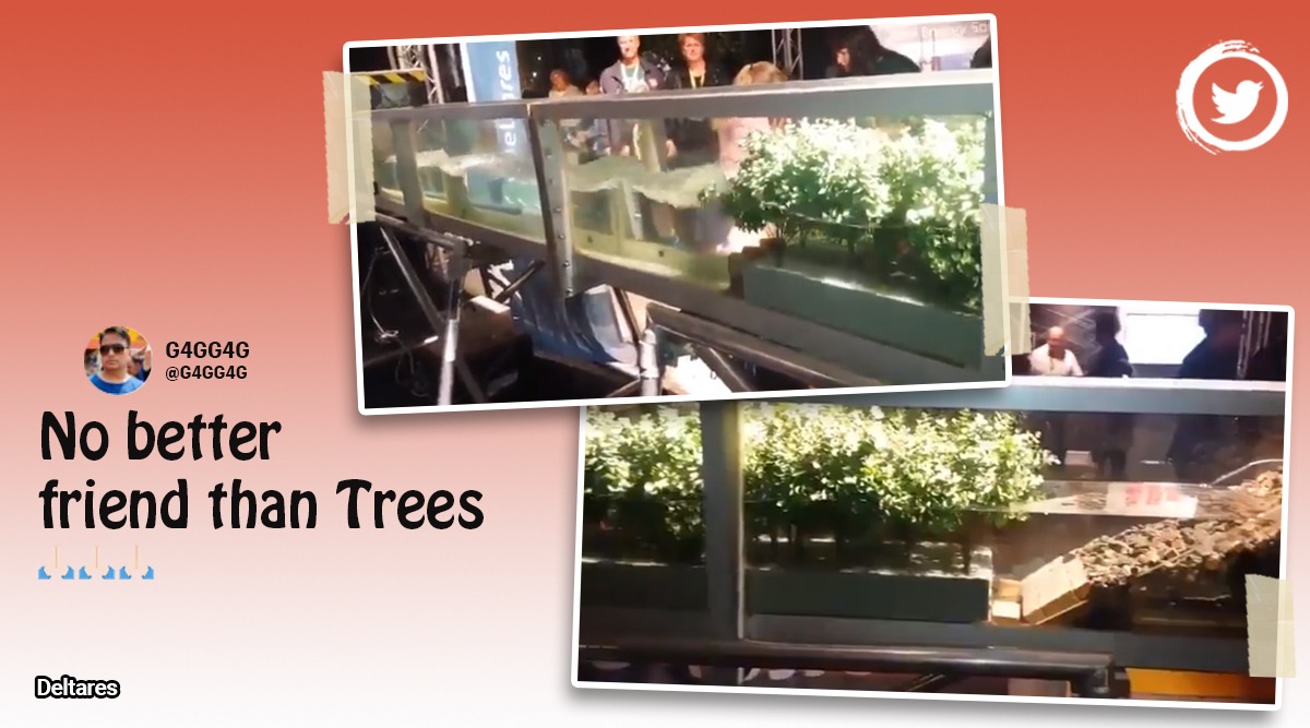 Mangrove forests India, Mangrove forest protection, Viral tweet mangrove forest, Viral model explains importance of mangrove trees, Indian Express