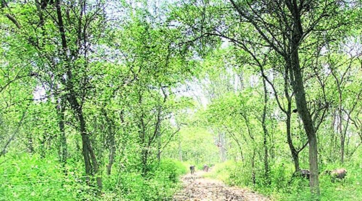 mattewara forest gurmeet singh