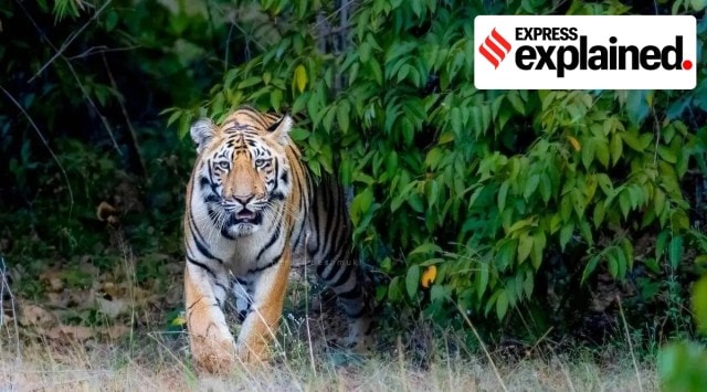 Among tigers, 29 were killed by poaching between 2019 and 2021, while 197 tiger deaths are under scrutiny. (Express file photo)