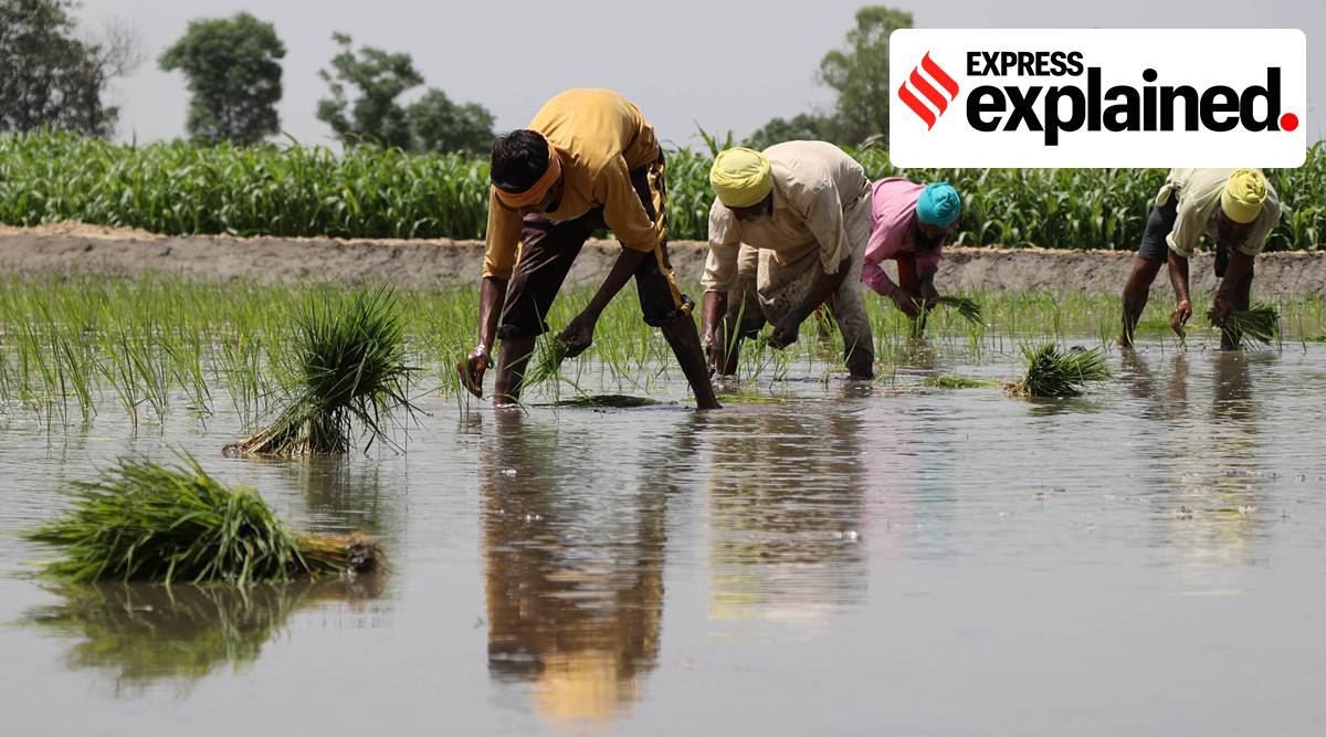 Paddy is one of 22 mandated crops for which MSP is announced. (Express Archive)