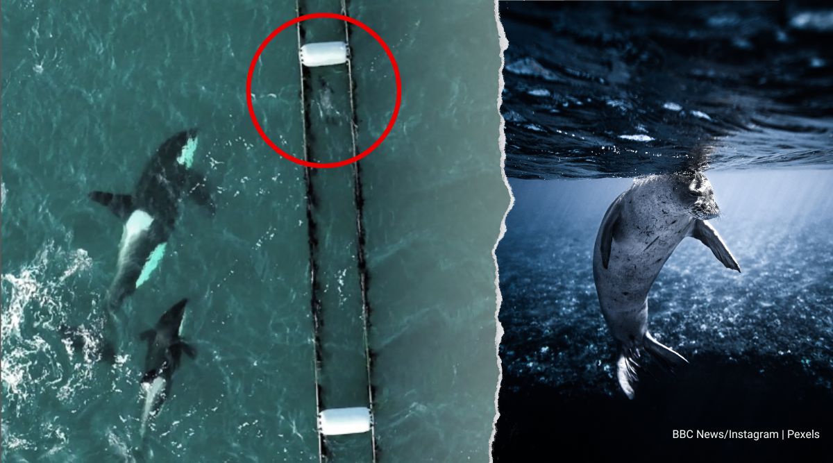 Eventually the seal was caught and killed by the whales. 