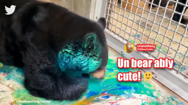 Bear plays with paint, Northwest Trek Wildlife Park bear plays with paint, Northwest Trek Wildlife Park viral video, bear viral video, Indian express