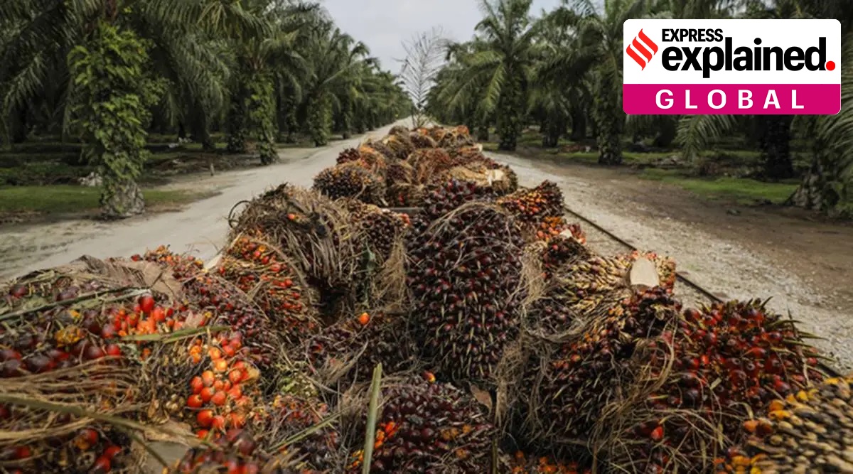 Penjelasan: Apa saja pilihan UE dalam sengketa kelapa sawit dengan Malaysia dan Indonesia?