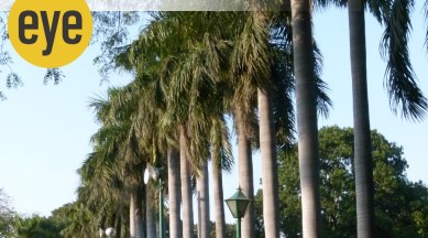 Ranjit Lal, Palm trees