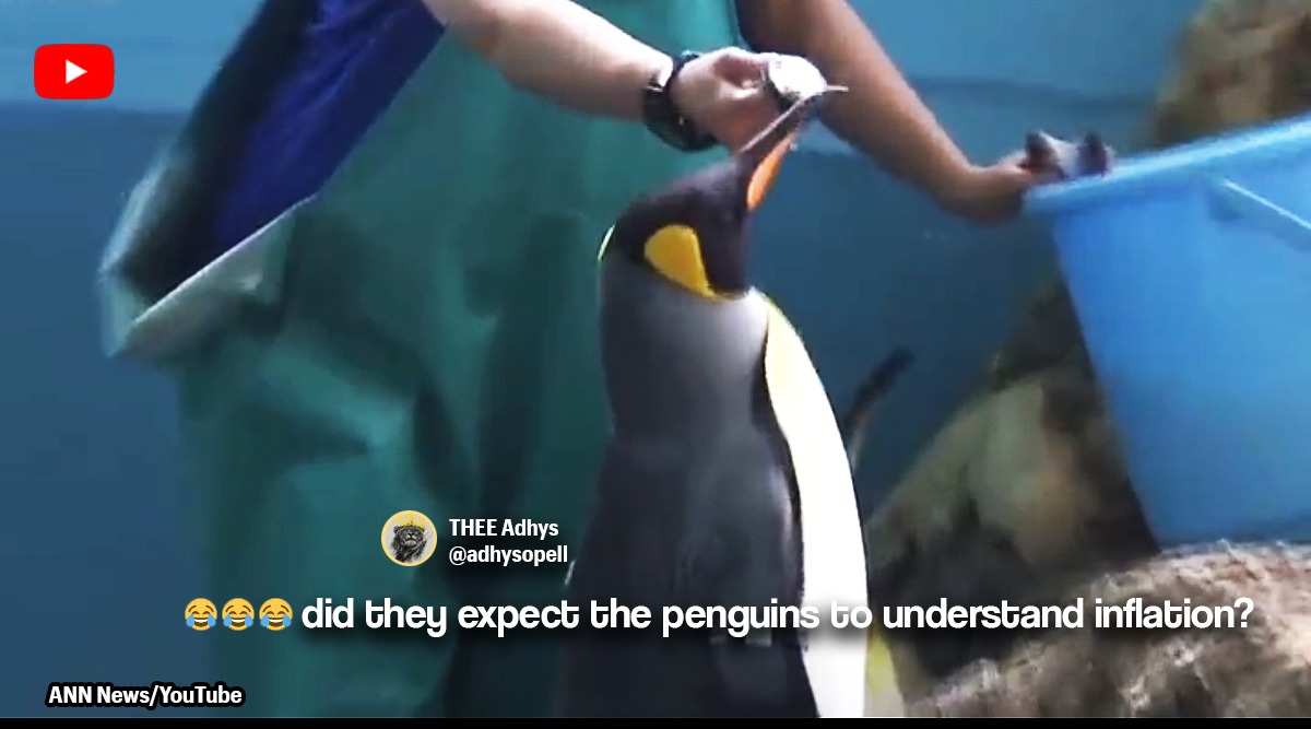 日本のペンギンやカワウソは、動物園がベルトを締めようとしているため、安い魚を食べることを拒否しています