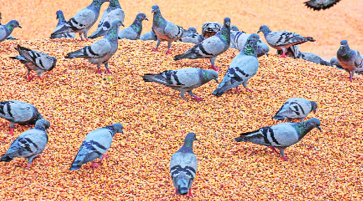 punjab maize