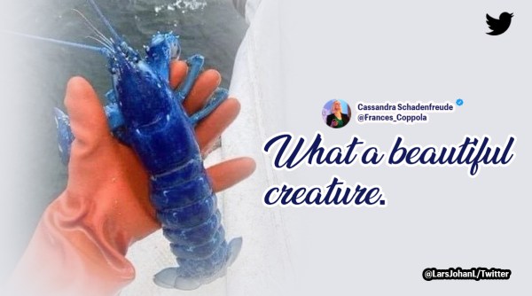 Rare blue lobster found, rare blue lobster, one in two million blue lobster, rare sea species blue lobster, Indian Express