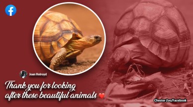 Hope ploughshare tortoises, chester zoo rare ploughshare tortoises, rare tortoise gets roller legs in surgery, ploughshare tortoises named hope, Indian Express