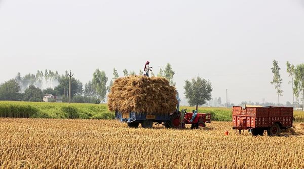 basmati rice, rice crop, rice season, punjab rice season, paddy rice